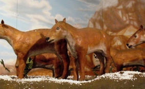 Hyracotherium