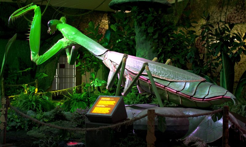 3,000sf World of Giant Insects 1