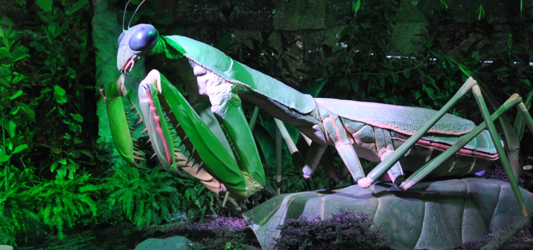 Giant Insects